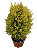 6" Lemon Cypress Cone 